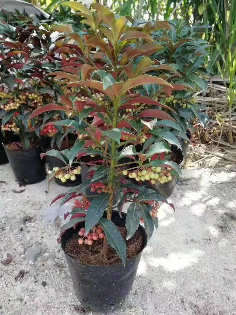 富贵籽盆栽黄金万两金枝玉叶朱砂根伞状室内盆景绿植花卉