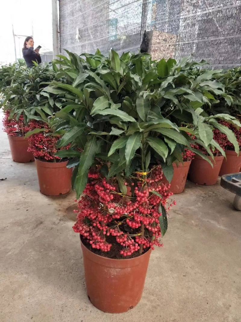 富贵籽盆栽黄金万两金枝玉叶朱砂根伞状室内盆景绿植花卉