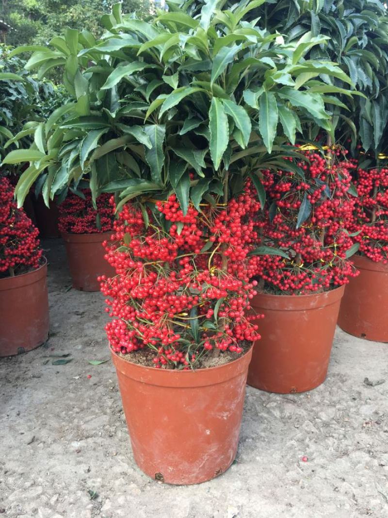 富贵籽盆栽黄金万两金枝玉叶朱砂根伞状室内盆景绿植花卉