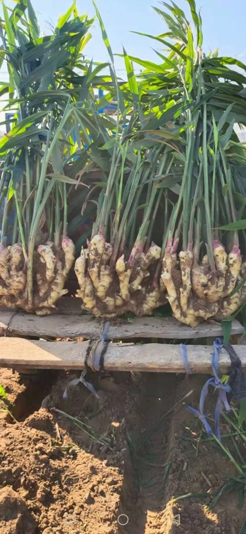 河北生姜批发产地货源充足直接保证质量，量大从优