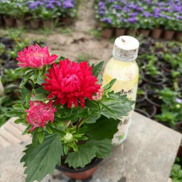 苗圃直销绿化苗木翠菊时令草花租摆翠菊盆栽翠菊