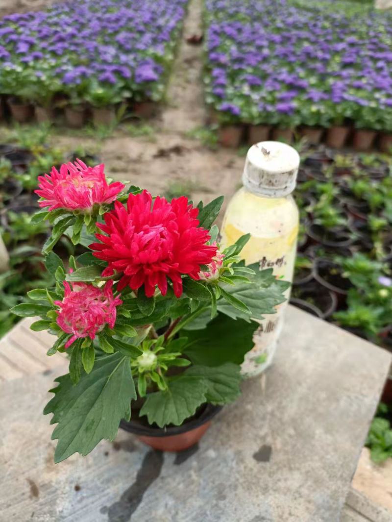 苗圃直销绿化苗木翠菊时令草花租摆翠菊盆栽翠菊
