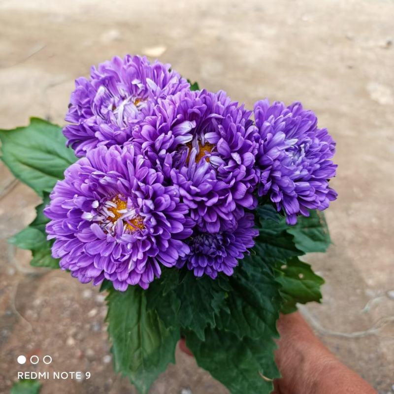 苗圃直销绿化苗木翠菊时令草花租摆翠菊盆栽翠菊