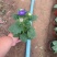 苗圃直销绿化苗木翠菊时令草花租摆翠菊盆栽翠菊