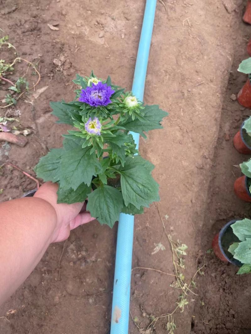 苗圃直销绿化苗木翠菊时令草花租摆翠菊盆栽翠菊