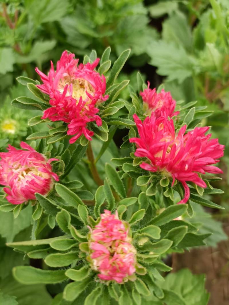 苗圃直销绿化苗木翠菊时令草花租摆翠菊盆栽翠菊