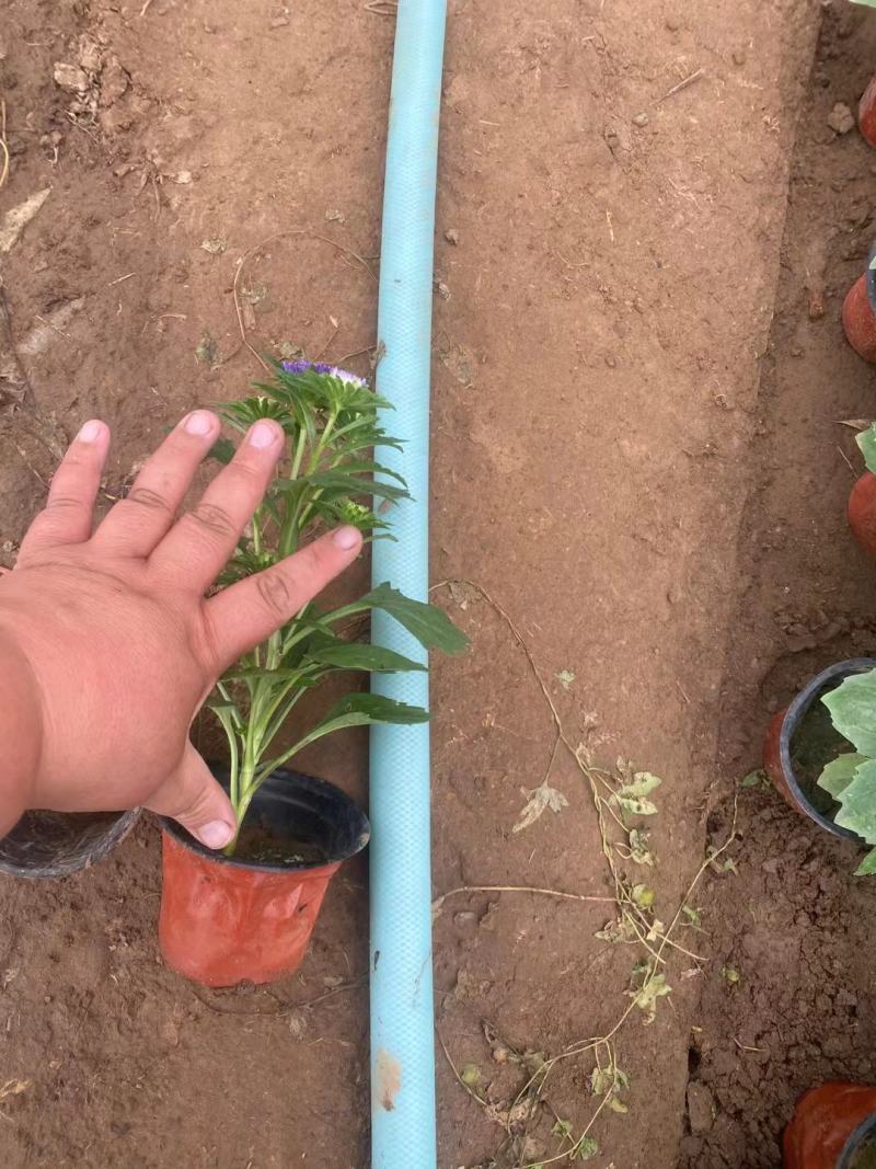 苗圃直销绿化苗木翠菊时令草花租摆翠菊盆栽翠菊
