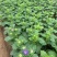 苗圃直销绿化苗木翠菊时令草花租摆翠菊盆栽翠菊