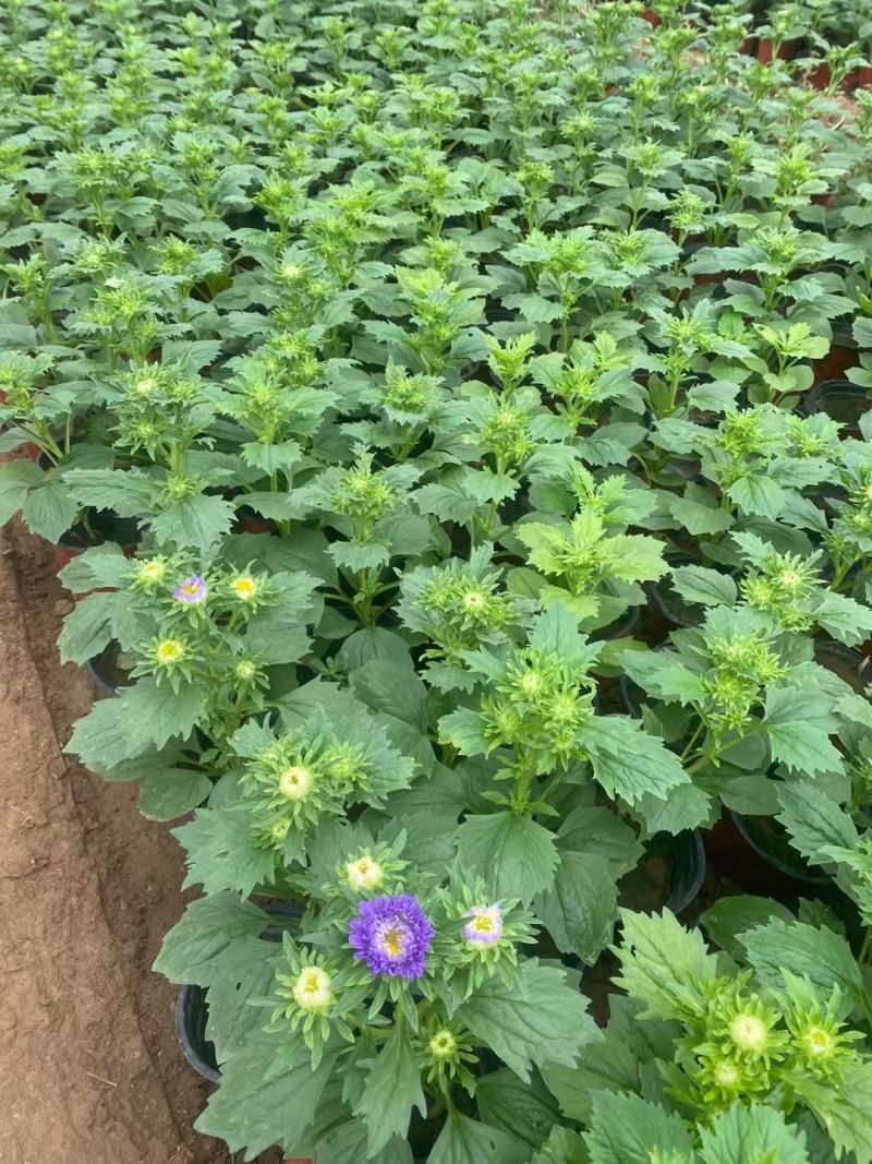 苗圃直销绿化苗木翠菊时令草花租摆翠菊盆栽翠菊