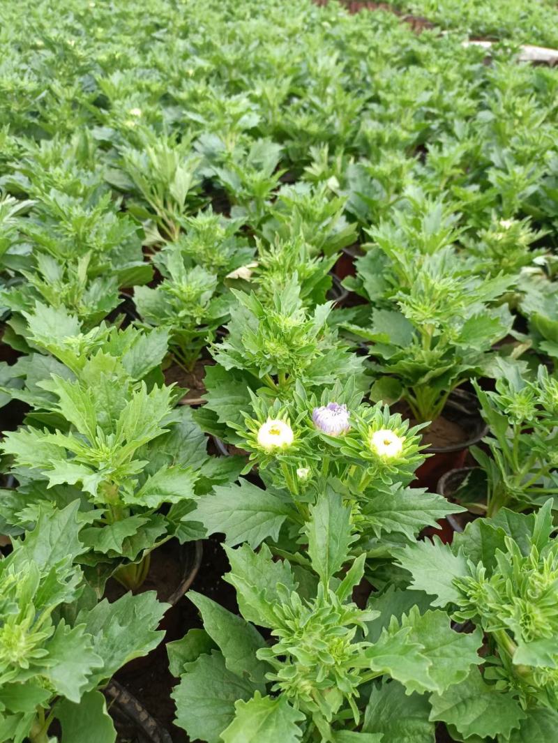 苗圃直销绿化苗木翠菊时令草花租摆翠菊盆栽翠菊