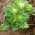 苗圃直销绿化苗木翠菊时令草花租摆翠菊盆栽翠菊