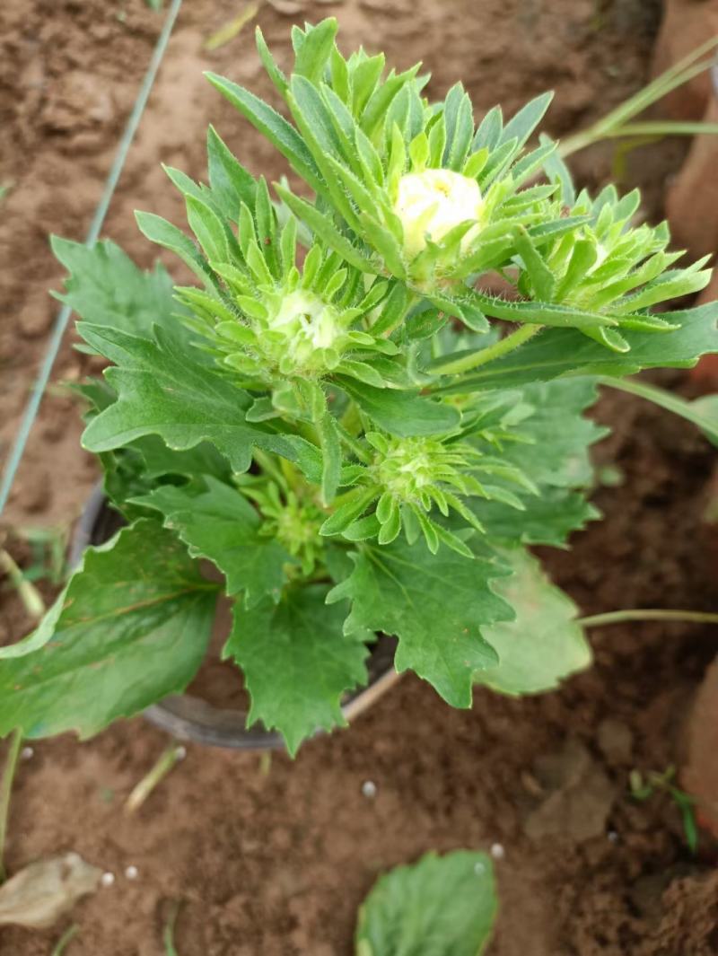 苗圃直销绿化苗木翠菊时令草花租摆翠菊盆栽翠菊