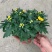 国庆菊
