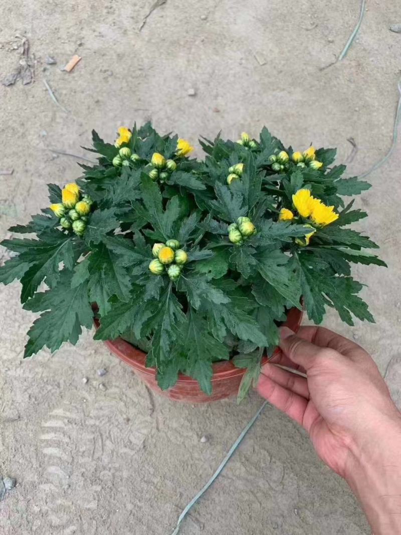 国庆菊
