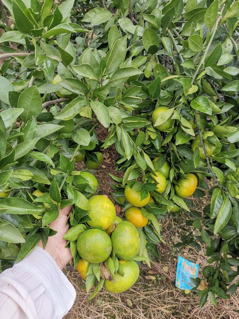 湖北橘子蜜橘大量上市自产自销品质保证诚信经营欢迎联