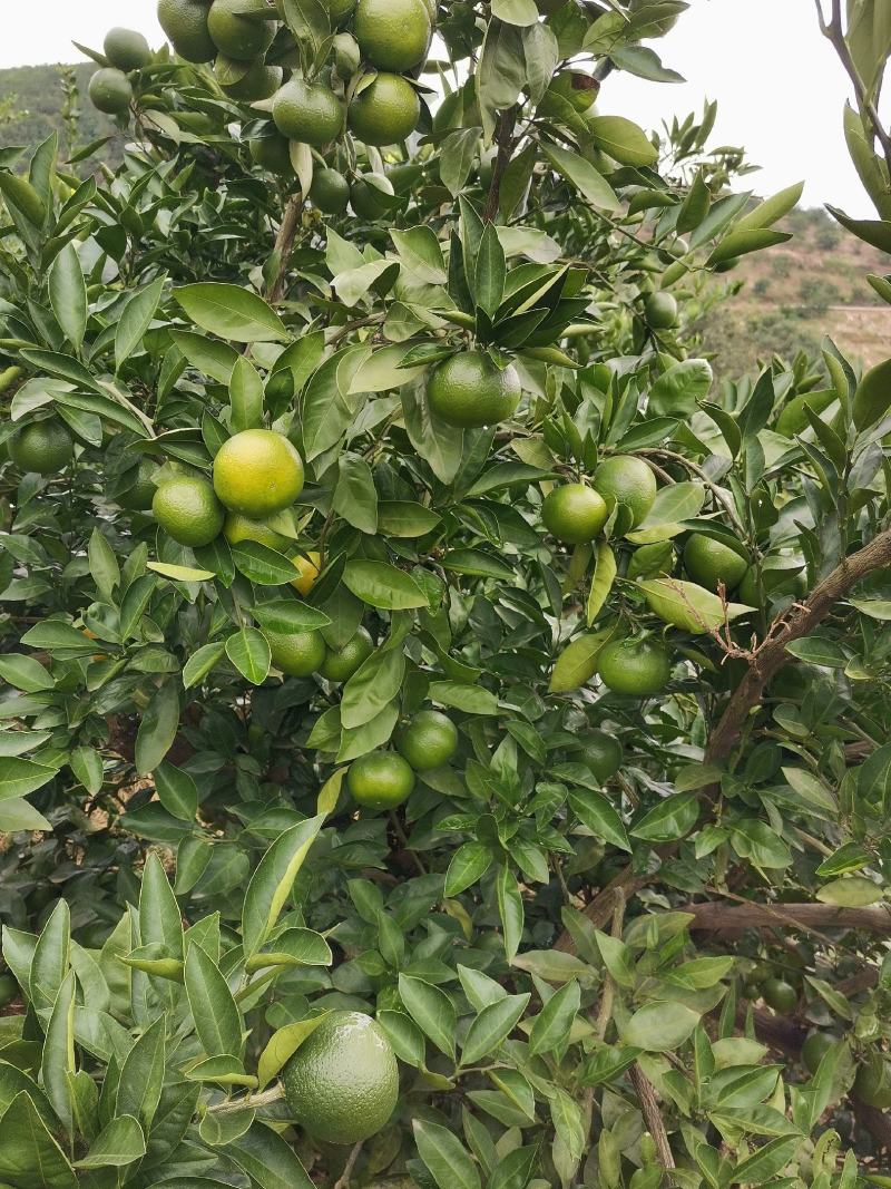 湖北橘子蜜橘大量上市自产自销品质保证诚信经营欢迎联