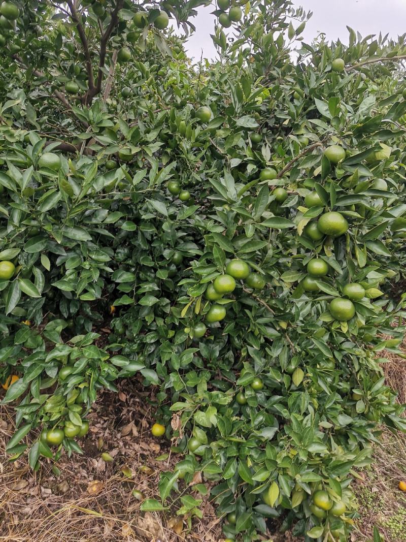 湖北橘子蜜橘大量上市自产自销品质保证诚信经营欢迎联
