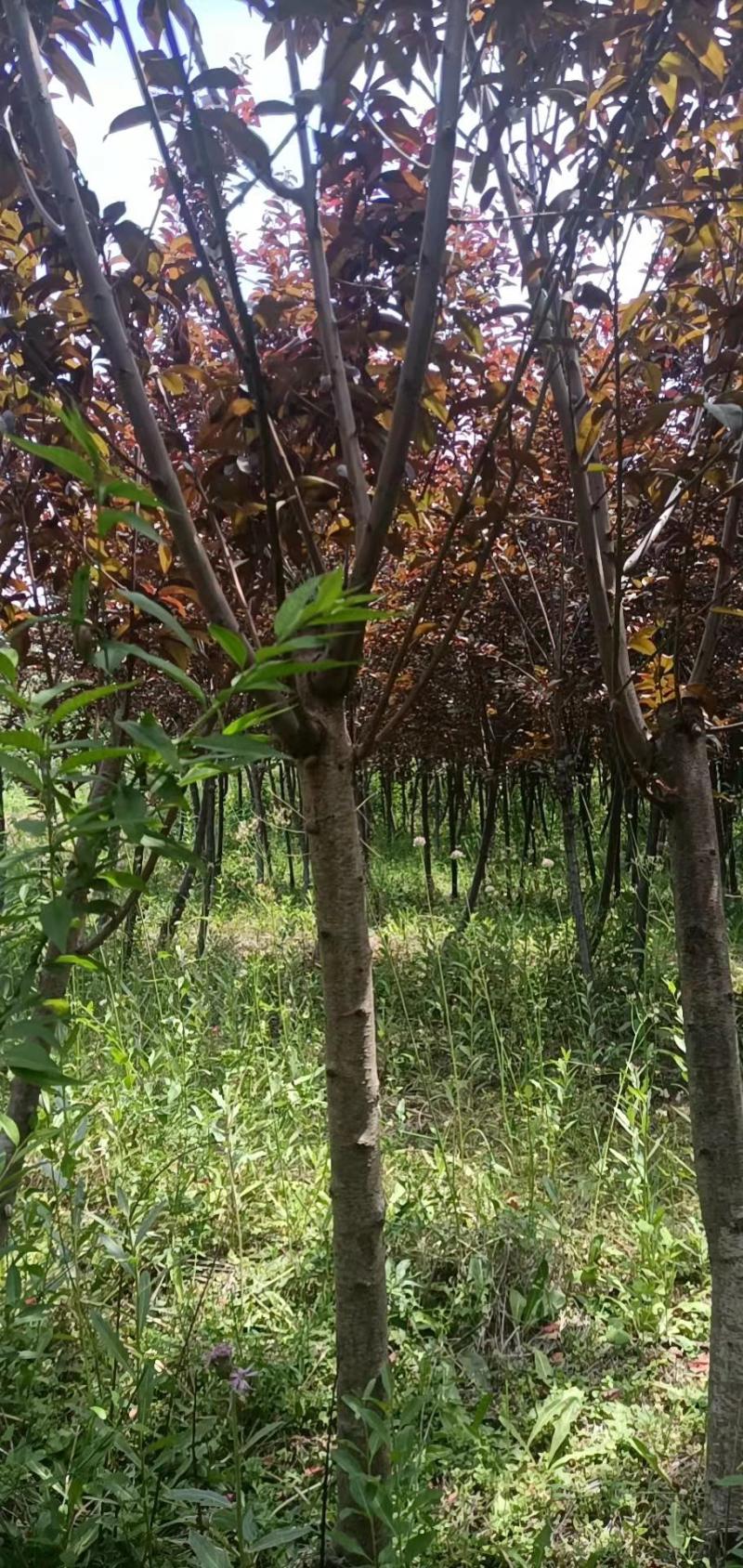 4公分碧桃，5公分碧桃价格，原产地发货，免费技术指导