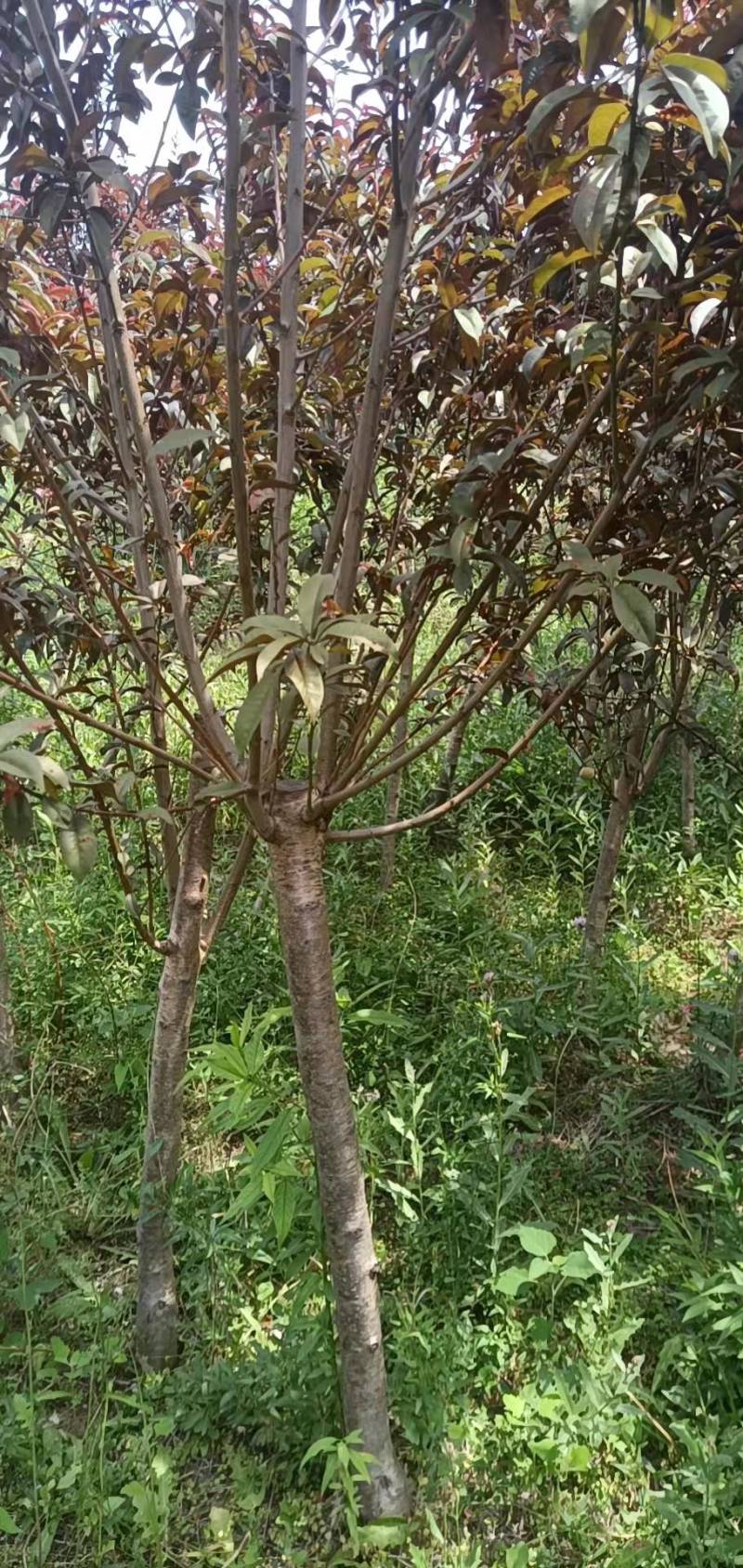 4公分碧桃，5公分碧桃价格，原产地发货，免费技术指导