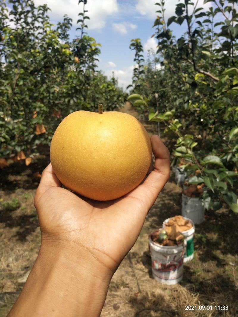 正宗秋月梨种植基地现货大量供应按需采摘包装