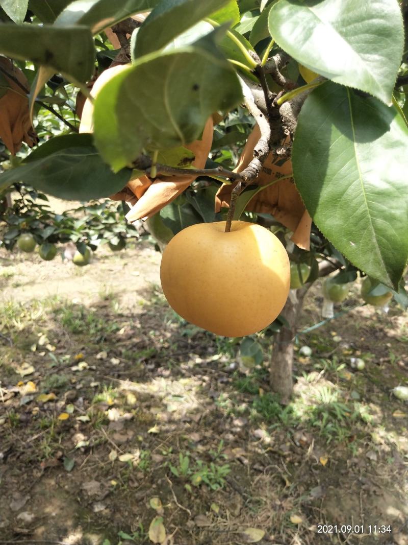 正宗秋月梨种植基地现货大量供应按需采摘包装