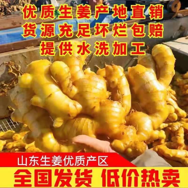 安阳大黄姜常年批发，一手货源，货源充足，全国发货。