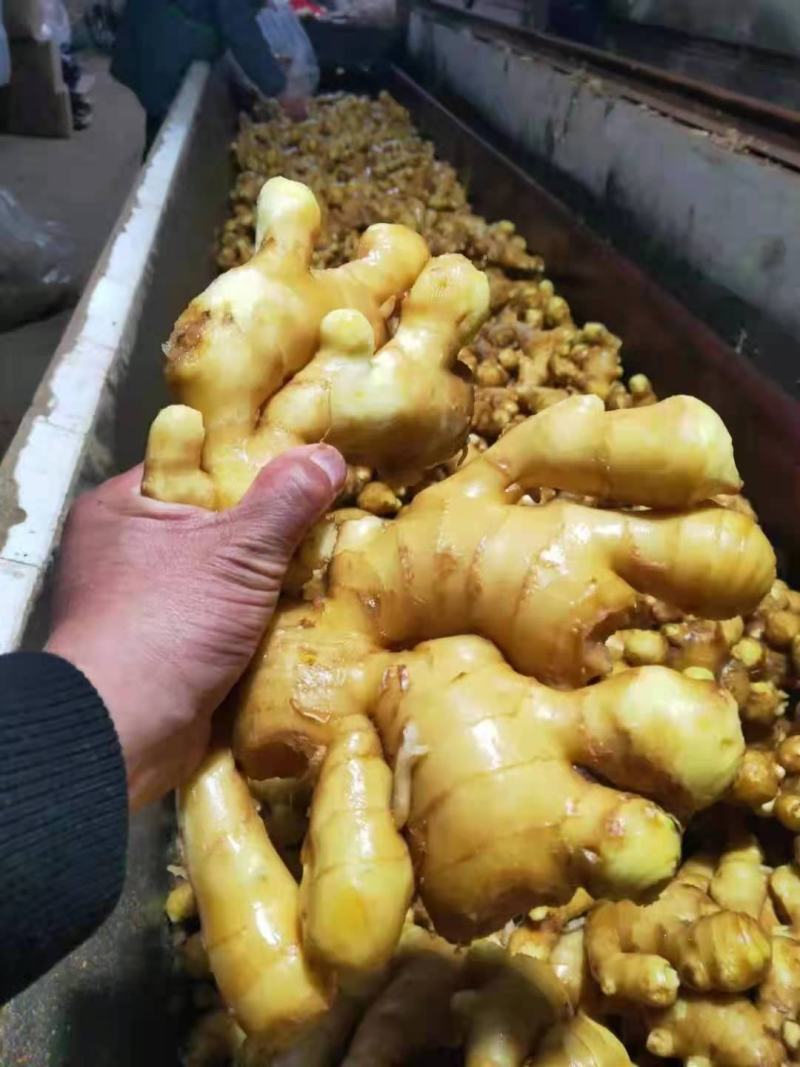 安阳大黄姜常年批发，一手货源，货源充足，全国发货。
