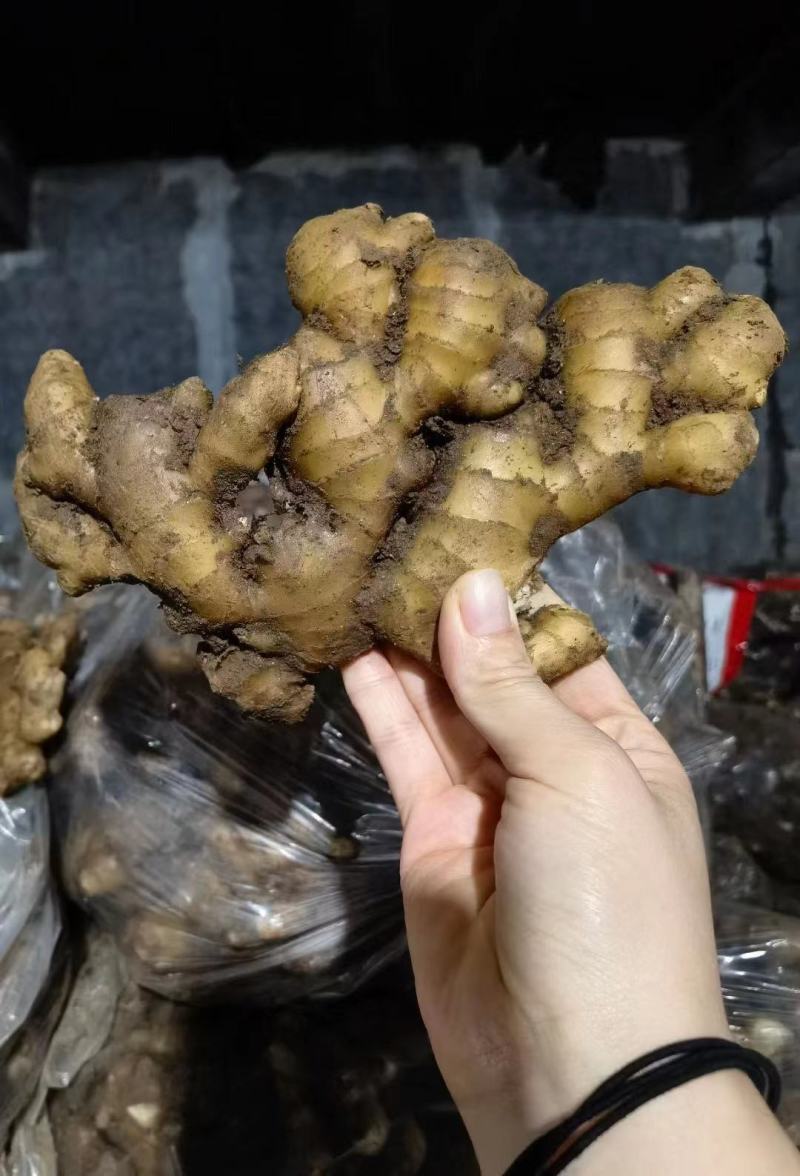 安阳大黄姜常年批发，一手货源，货源充足，全国发货。