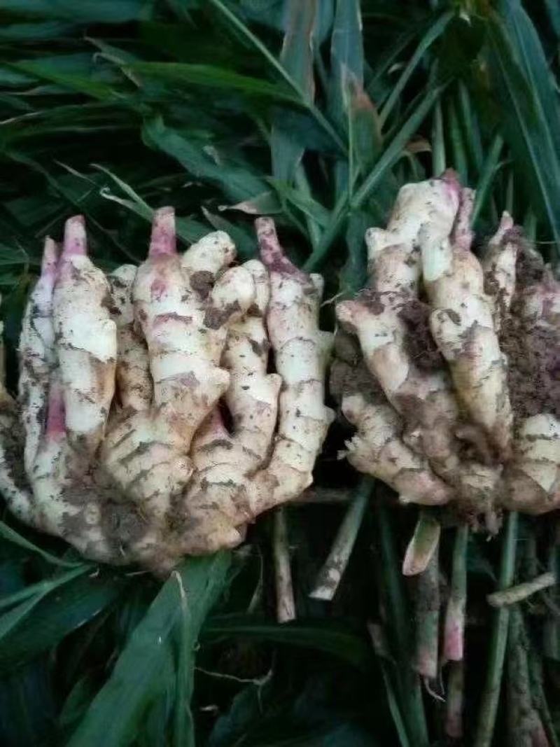 洛阳大黄姜常年批发，一手货源，货源充足，全国发货。