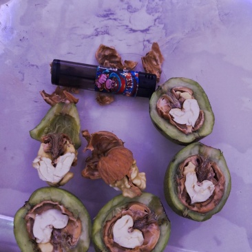 青皮核桃辽系香菱清香各种优质核桃