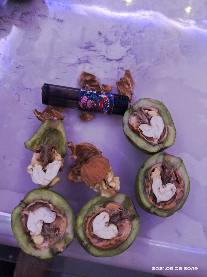 青皮核桃辽系香菱清香各种优质核桃