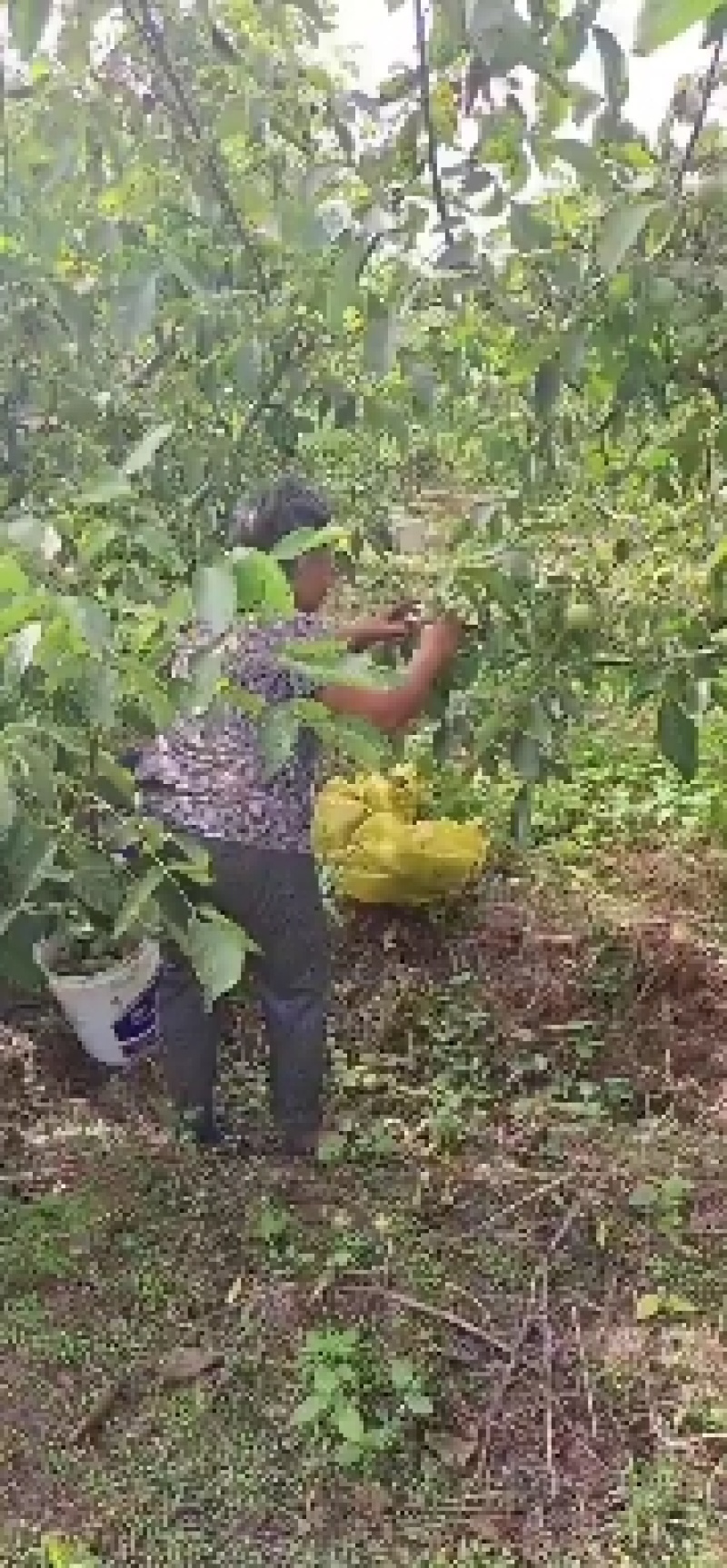 青皮核桃辽系香菱清香各种优质核桃