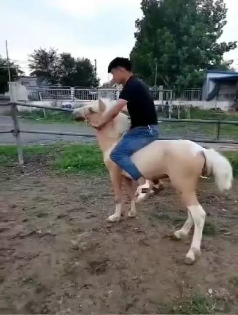 自家养殖各种矮马，品种齐全，保证质量，欢迎大家前来选购。