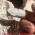 东北优质稻壳粉过筛除尘，常年有货，有实力的来