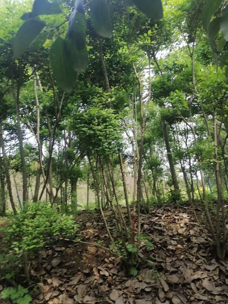 处理小叶女真，小叶造型女贞，苗子好，价格不贵