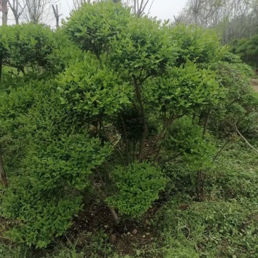 处理小叶女真，小叶造型女贞，苗子好，价格不贵