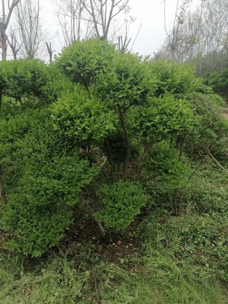 处理小叶女真，小叶造型女贞，苗子好，价格不贵