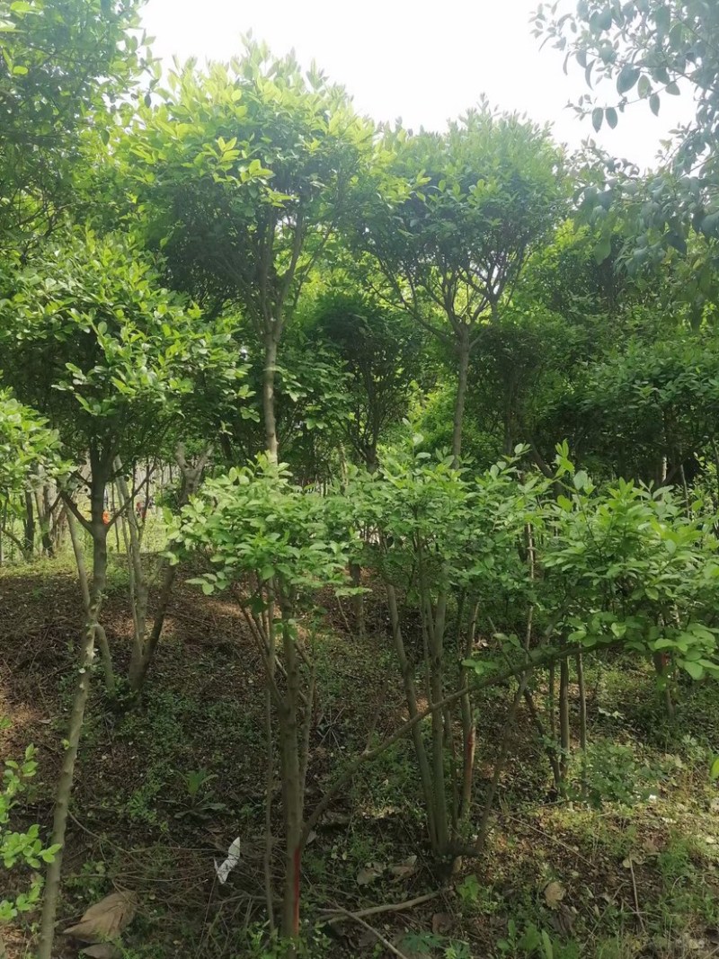 处理小叶女真，小叶造型女贞，苗子好，价格不贵
