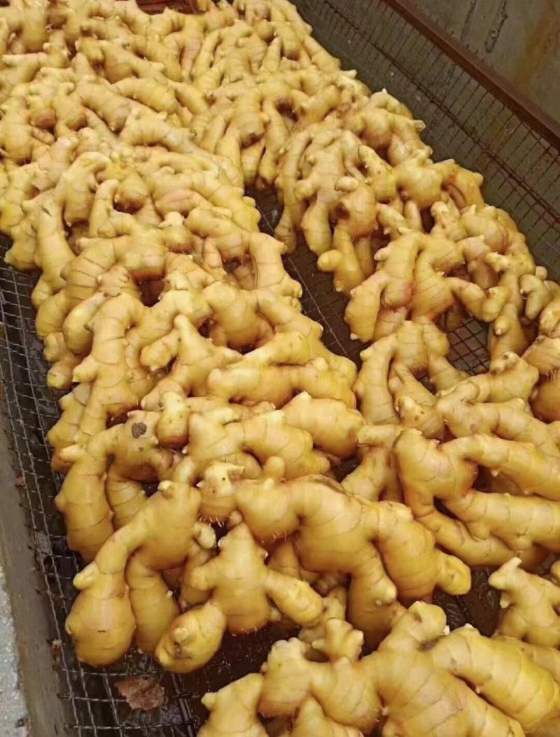 河北生姜批发产地货源充足直接保证质量，量大从优