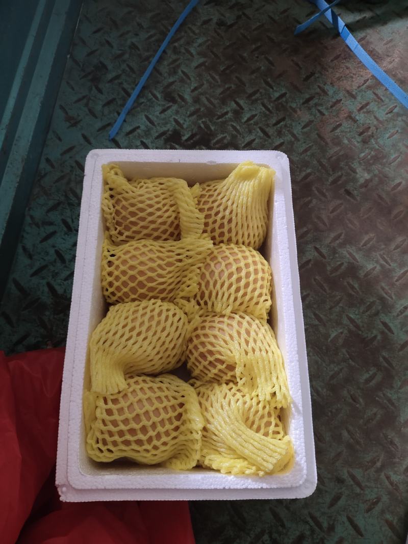 胶东秋月梨农场直供水爆汁多适合商超电商直播团购