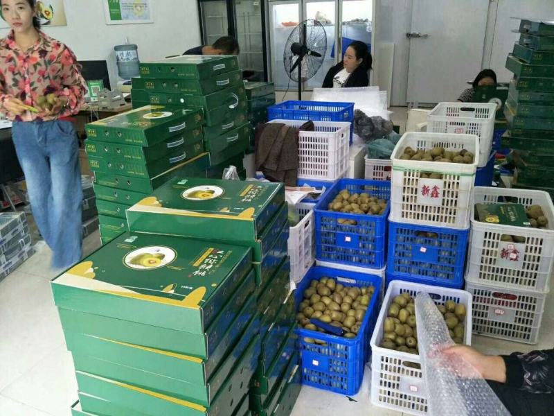 贵州红心猕猴桃，迷你小可爱