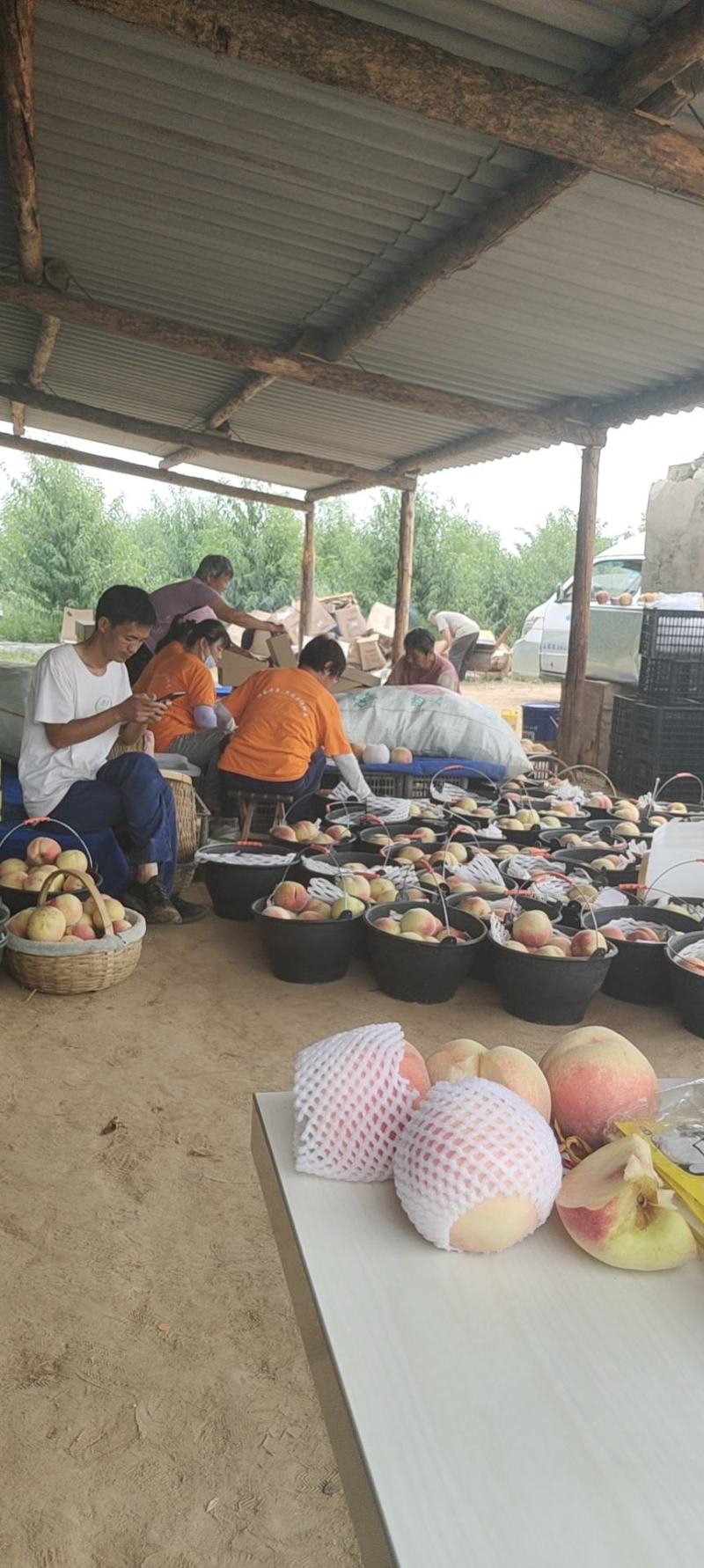 中秋礼盒深州蜜桃之乡深州刘大赛21世纪蜜桃礼盒大量供应