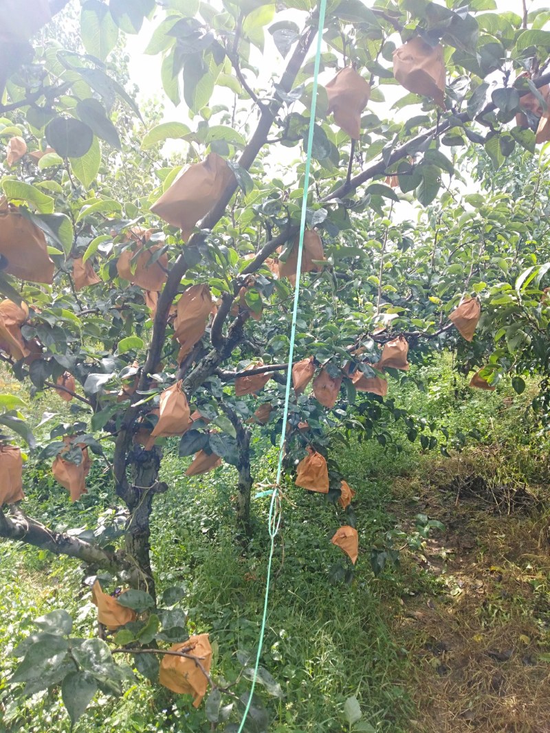 出售南水梨好吃不贵捡漏的来