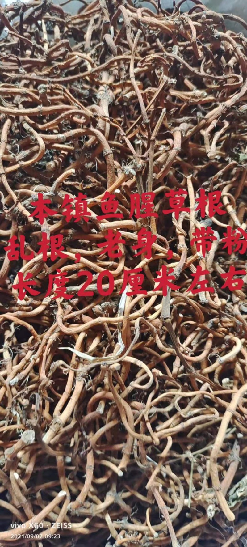 鱼腥草2023年6月新货现货三万多斤大量批发包邮