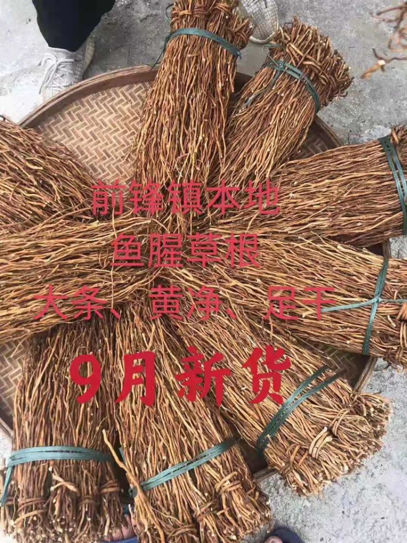 鱼腥草2023年6月新货现货三万多斤大量批发包邮