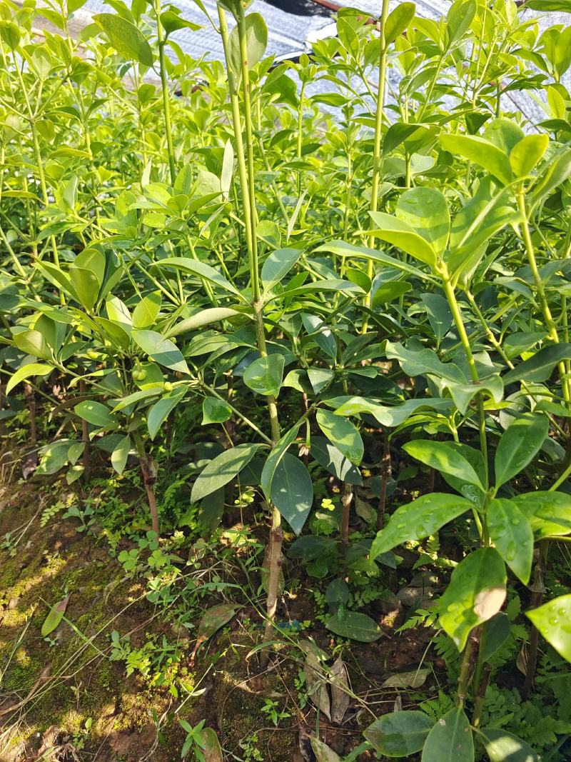 产地苗圃批发大红八角选种嫁接苗优质矮化罗马品种