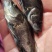鳜鱼苗，桂花鱼苗，生猛快大苗场直销，可送货上门