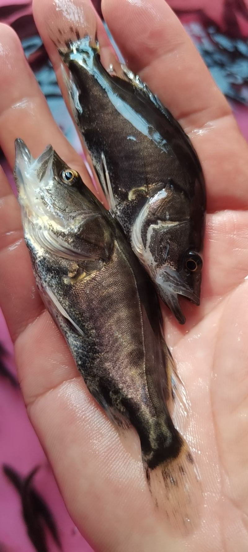 鳜鱼苗，桂花鱼苗，生猛快大苗场直销，可送货上门