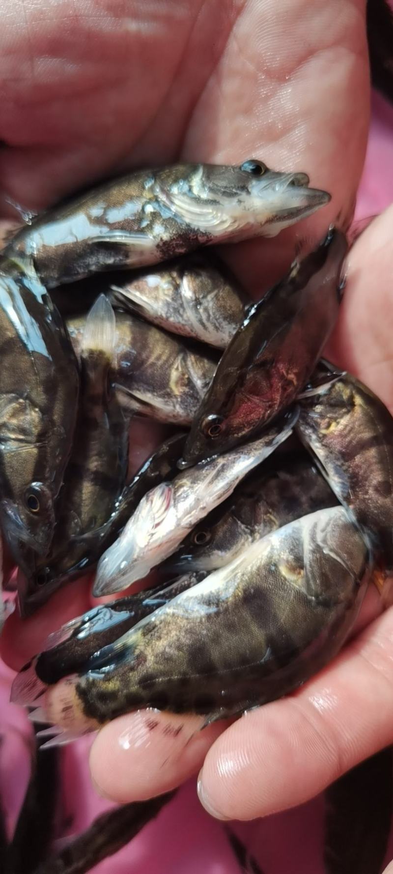 鳜鱼苗，桂花鱼苗，生猛快大苗场直销，可送货上门
