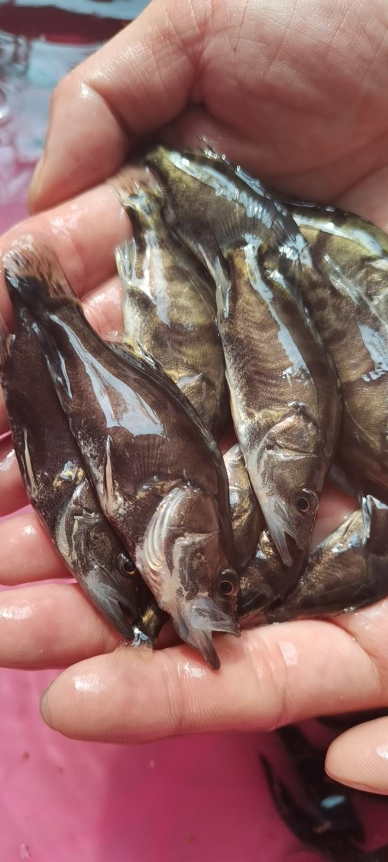 鳜鱼苗，桂花鱼苗，生猛快大苗场直销，可送货上门